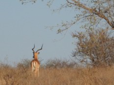 Kruger-Park-15